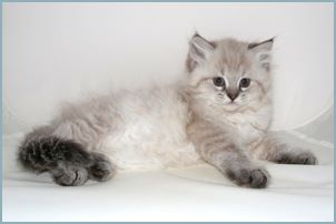 Female Siberian Kitten from Deedlebug Siberian